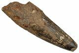 Fossil Spinosaurus Tooth - Feeding Worn Tip #344904-1